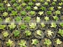 Haworthia Retusa Variegated