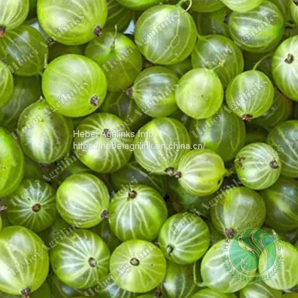 Agrilinks Frozen Gooseberry