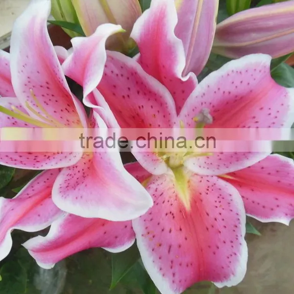 Fashionable Tiber Natural Pink Fresh Lily photo-5