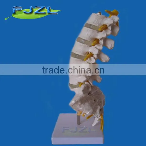 Medical Sicence Lumbar Spinal Column With Sacral and Coccyx Bone photo-2