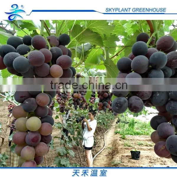 Single-span Greenhouse for Vegetables, Plastic Flim Greenhouse, Low Cost photo-5