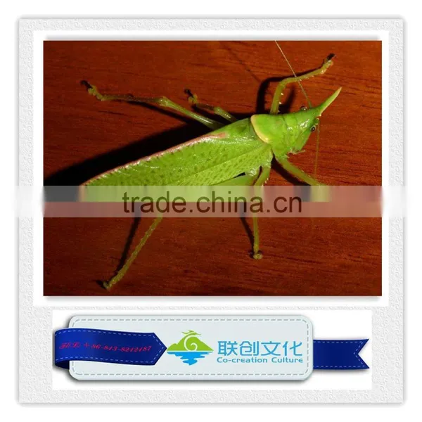 Robotic Insect, Lifelike Insect, Mechanical Insect photo-2