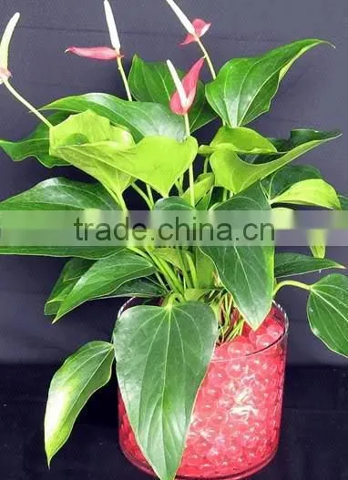Water Polymer Balls Gel Balls for Plants photo-3