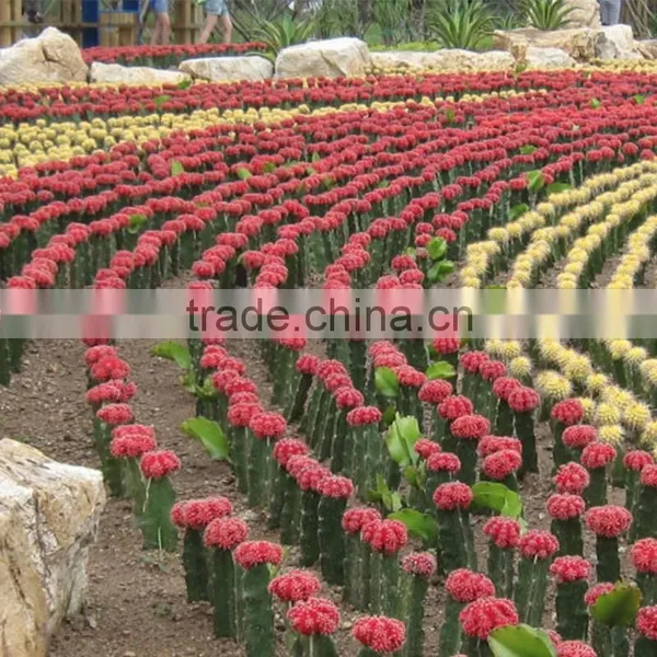 Indoor Cactus Plants for Classroom photo-2