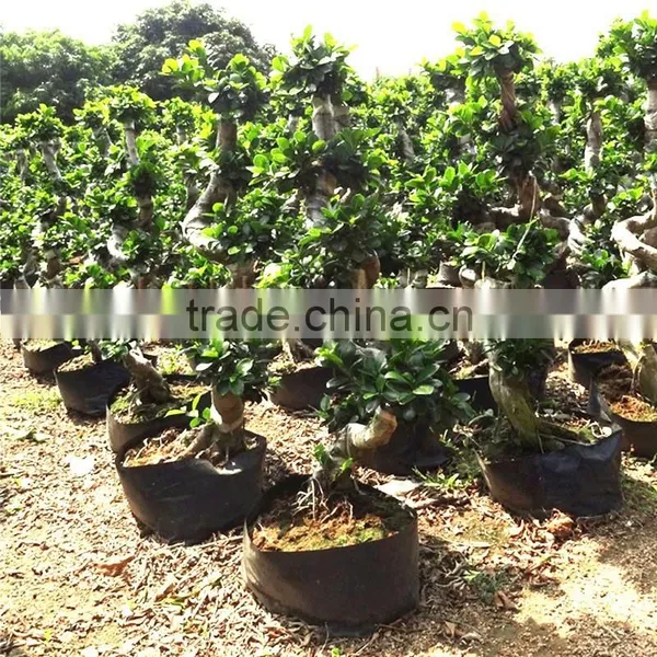 Outdoor Plant Mini Bonsai s Shape photo-3