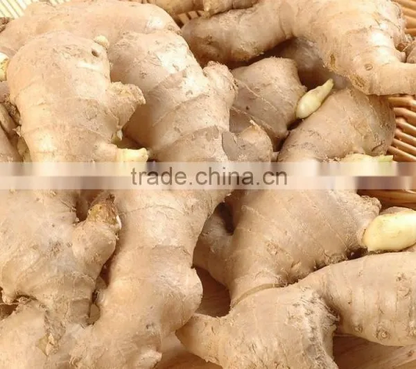 Ginger photo-5