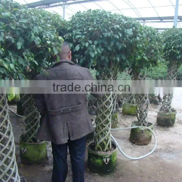 Braid Bonsai Ficus Microcarpa photo-3