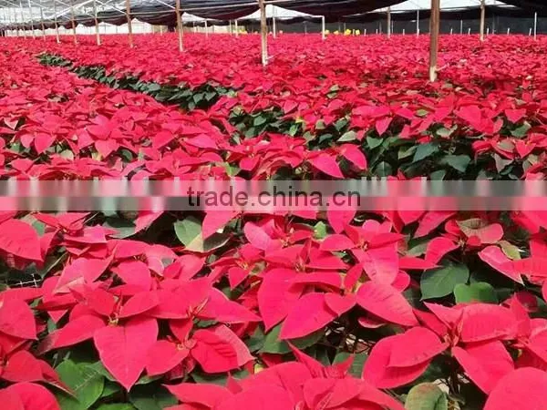Natural Poinsettia Christmas Flowers Live Plant in Pot photo-3
