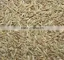 Cumin Seeds