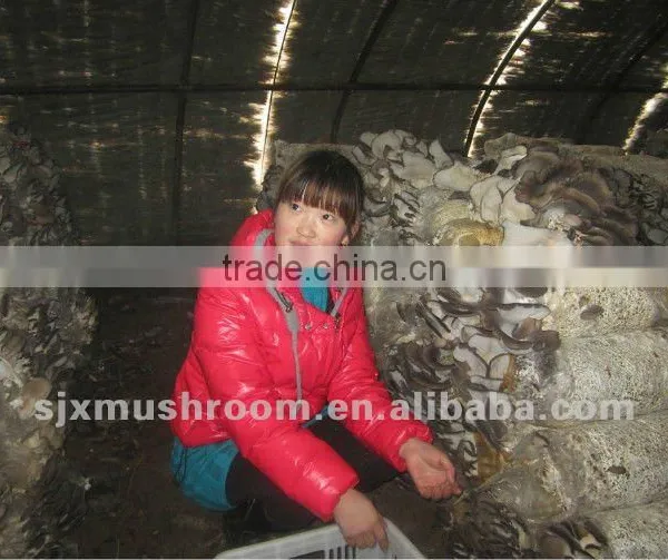 Organic Oyster Mushroom Spawn