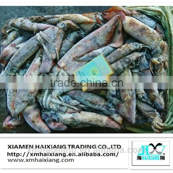 Frozen Chinese Argentina Squid for Sale photo-4