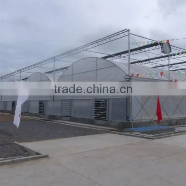 Polythene Greenhouse photo-2