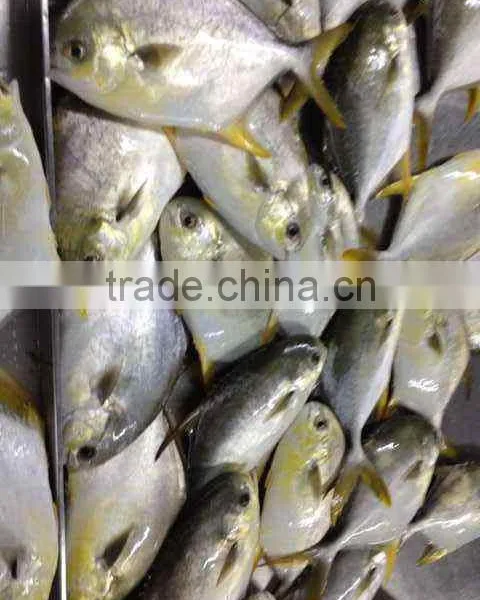 Golden Line Pomfret Frozen Sea Fish photo-2