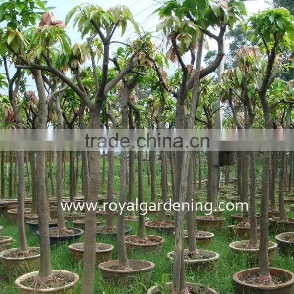 Mangifera Trees photo-3
