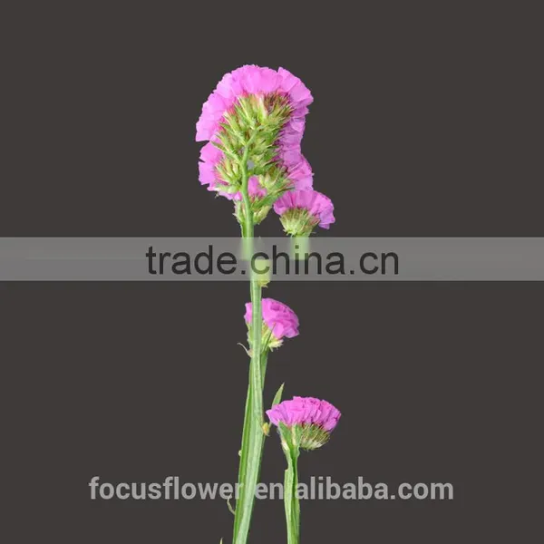 Unique Flower Vase Painting Designs Statice Popular Fresh Flower Fresh Cut Flowers photo-4