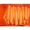 Carrot