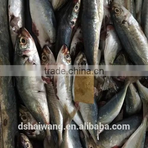 Frozen Seafood B Grade Horse Mackerel Fish To Supply photo-2