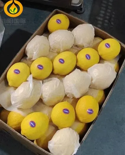 100% Natural and Healthy Lemon With The Most Competitive Price Fresh Lemon Fruit