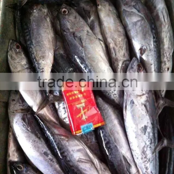 15kgs per Carton Sea Frozen Bonito and Auxis Thazard photo-6