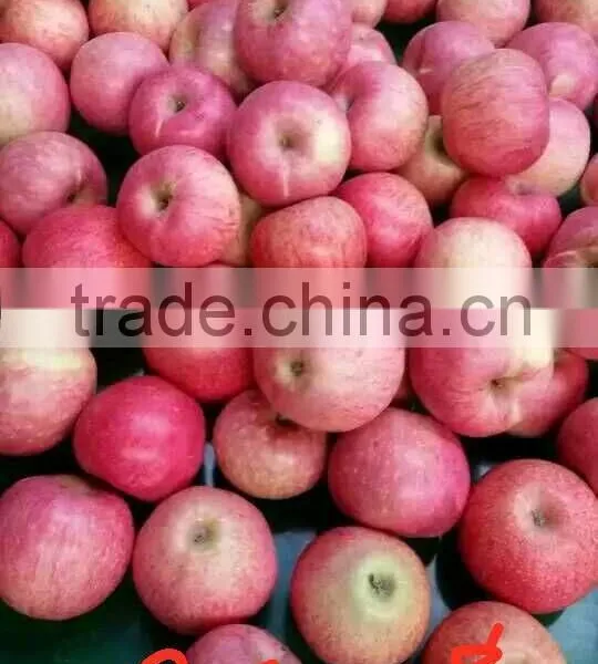 Chinese Qinguan Apple From Shanxi Province photo-5