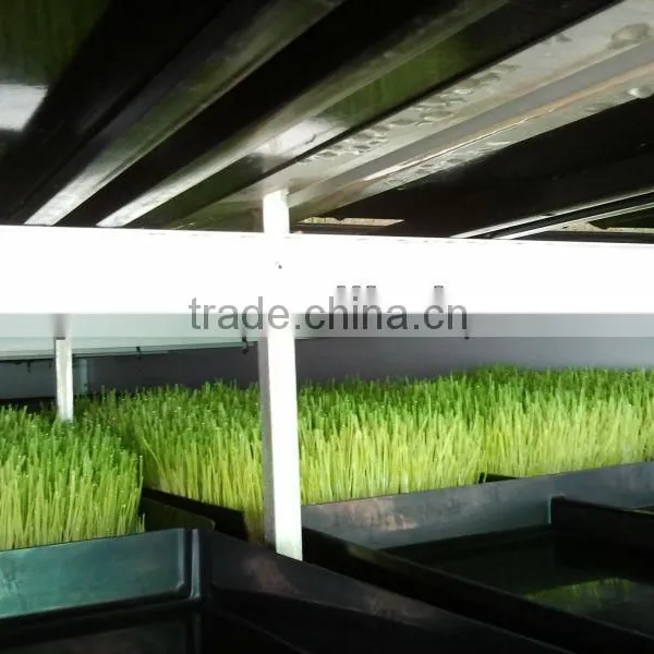 Bean /Wheat Seeding/Animal Fodder Machine