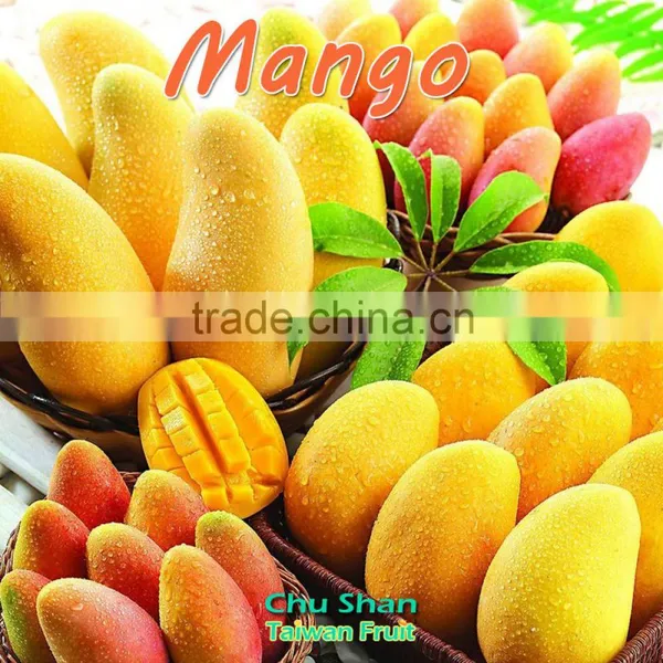 Hot Sale Fresh Mango (Grade AAA) photo-3