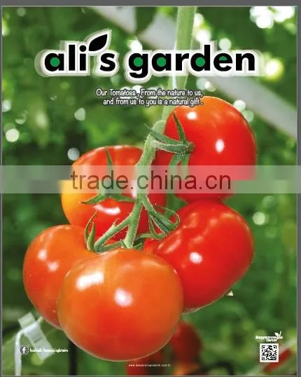 Tomatoes