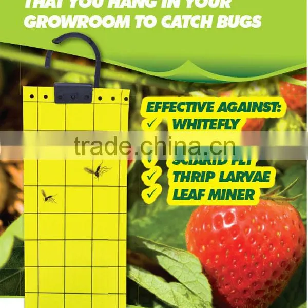 Insect Glue Trap, Aphids Glue Trap,