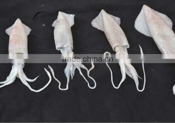 FROZEN LOLIGO SQUID WHOLE FROM PAKISAN ARABIAN / INDIAN OCEAN