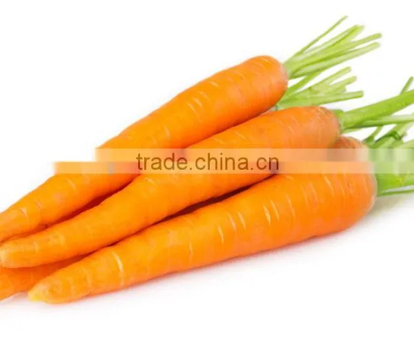 Supply Fresh Carrot With Good Quality for Sale photo-4
