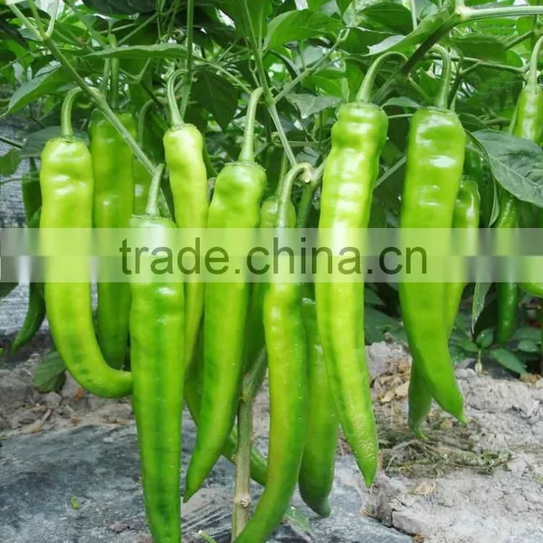 Hot Sale Hybrid High Yield Chili Pepper Seeds-XY 159 photo-2