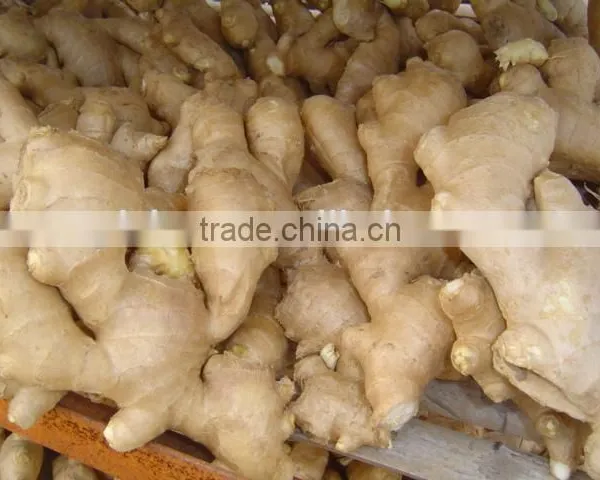 2014Organic Fresh Ginger photo-4