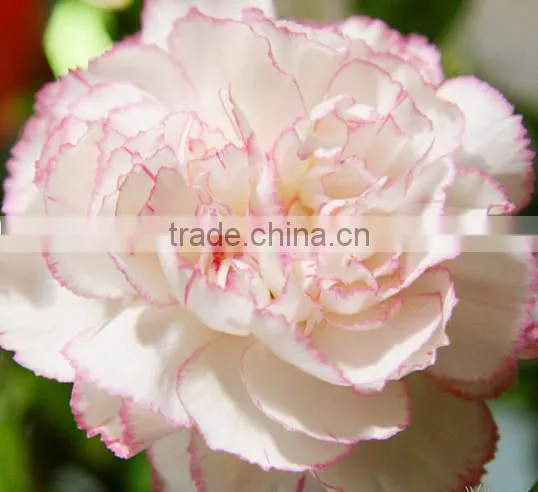 Supply Carnation Fresh Cut Carnation Fresh Cut Flowers photo-2