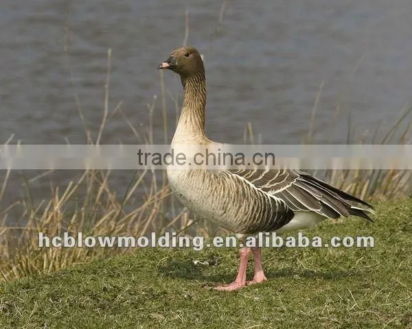 Shen Zhen Blow Mold Plastic Goose Decoys