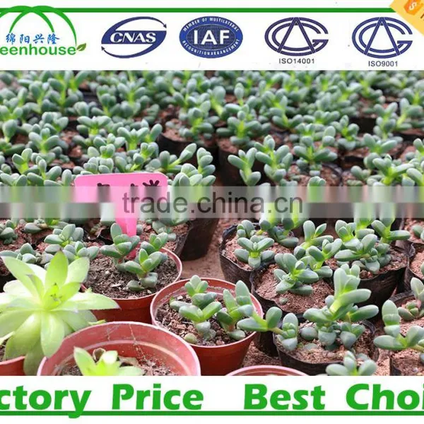 PC Material Polycarbonate Sheet Commercial Greenhouse photo-5