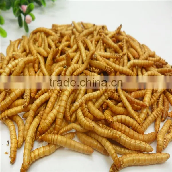 Premium Freeze Dried Mealworms photo-3