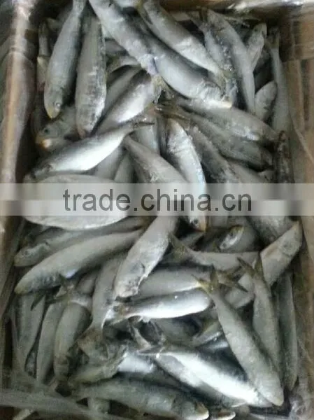 Fresh Best Sardine of Fish photo-2