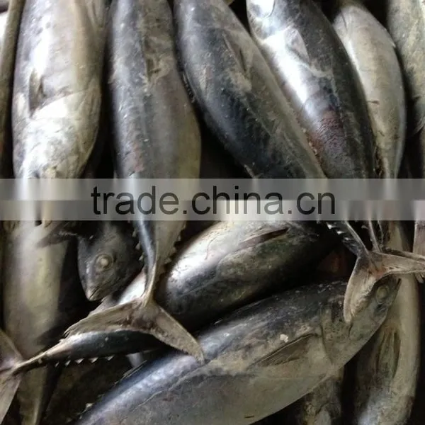 in Stock Seafrozen Bonito Tuna Fish Catch for Sale photo-2