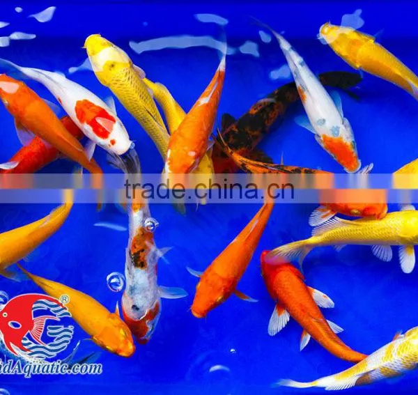 Koi Fish Bleeding Farm and Export From Thailand