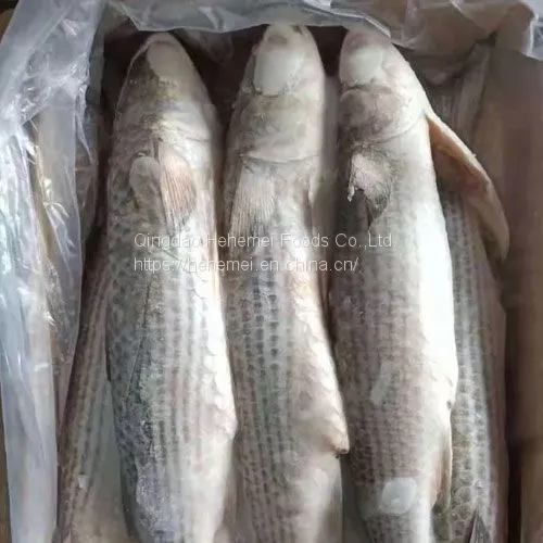 Frozen Gutted Grey Mullet photo-3