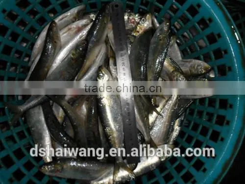 China Exporter Frozen Sardinella Lemuru Fish photo-3