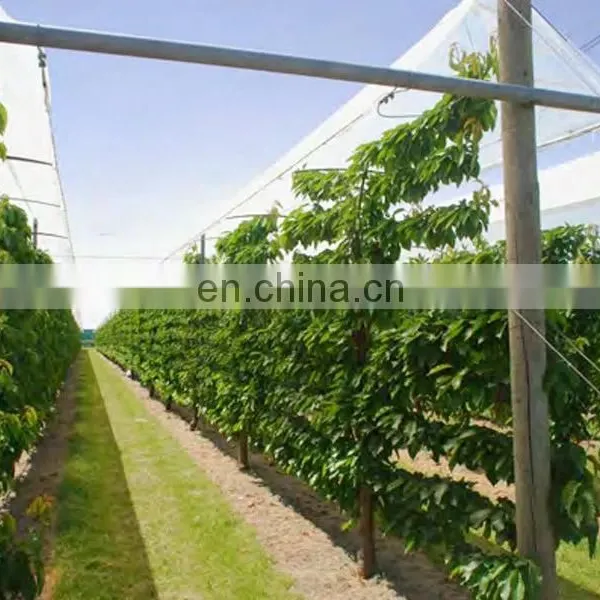 Innovative Covers for Actinidia and Cherry Orchards and Grape photo-5