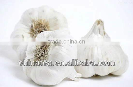 normal white garlic