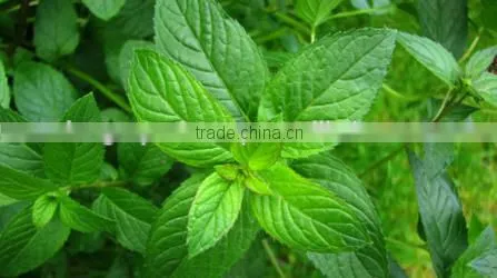 100% Natural Peppermint Oil | Pure Peppermint Oil For Export