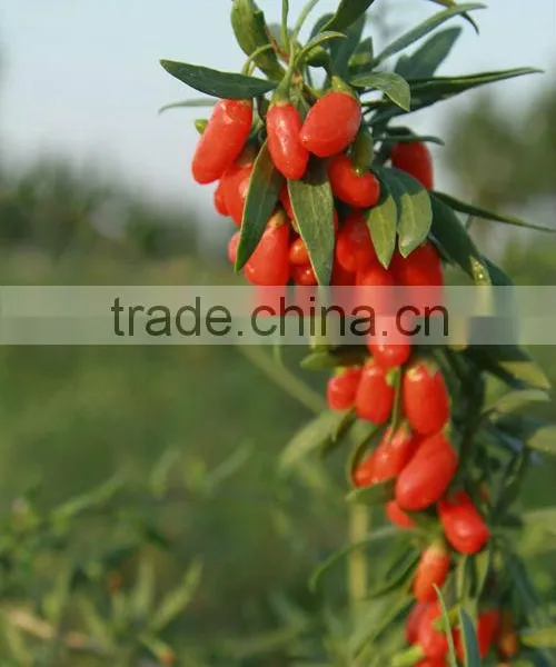 Ning Xia Organic Gojiberry (Lycium Barbarum) Natural Dried Fruit photo-4
