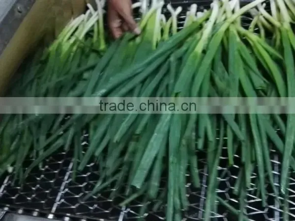 Frozen 2015 Spriing Crop Scallions photo-3