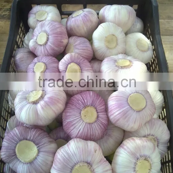 Best Price Natural Chinese Fresh Red / White Garlic photo-4