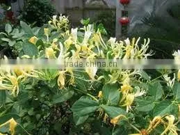 Top Quality & 100% Natural Dried Honeysuckle Flower--natural Honeysuckle Extract Powder