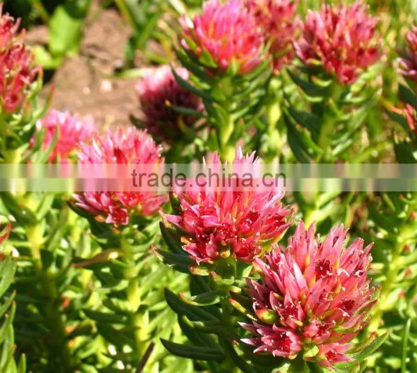 Top Quality Skin Caring Rhodiola Rosea Extract Pure Salidrosides 5% With A Discount photo-4