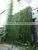 SJWS2015032404 Guangzhou Manufacturer Whole Sell Customized Garden Decoration Artifcial Fake Bamboo Tree photo-3